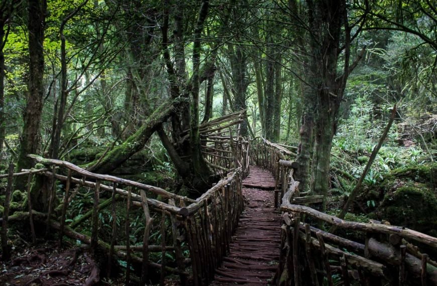 wooden-bridge-puzzlewood-forest-of-dean
