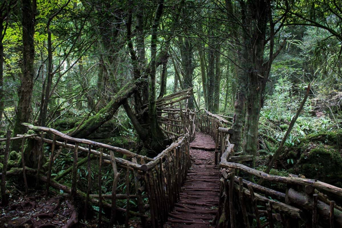 Read more about the article Things to See and Do in Puzzlewood – Forest of Dean